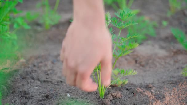 Hand Pulls Carrot Soil Close Blurred Background Plantation Growing Homemade — Stock Video