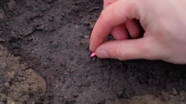 Bir el, nemli toprağa salatalık tohumu koyar ve üzerine toprak serper. Ev yapımı salatalık yetiştirme süreci. Pembe işlenmiş tohumlar. Bir çiftçinin el işçiliğine yakın çekim. Yüksek kalite 4k görüntü