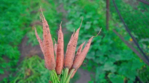 Lush Bouquet Orange Carrots Carried Close Backdrop Green Garden Harvesting — Stock Video