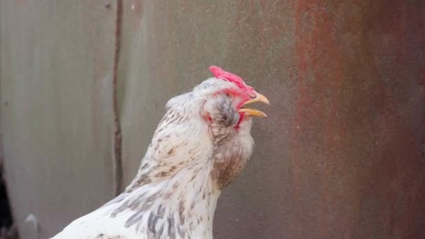 人気の鶏は そのオープンくちばしのクローズアップを通して呼吸します 息切れや熱は 養鶏場や卵の生産に鳥に影響を与えます 貧しい鶏は夏に喉が渇く 高品質4K — ストック動画