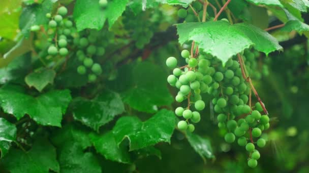 雨の終わりの間にブドウの未熟な緑の房を持つブドウ畑 高品質4K映像 — ストック動画