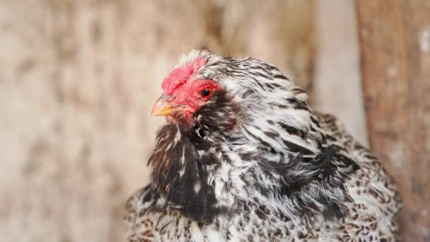 Kyckling Ras Faverolle Fickmärkt Närbild Suddig Bakgrund Levande Kycklinghuvud Högkvalitativ — Stockvideo