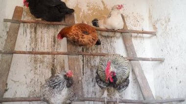 Küçük bir tavuk çiftliği bir tavuk kümesinde yatmaya hazırlanıyor. Farklı renkte tavuklar ve beyaz bir odada tünemiş bir horoz. Yüksek kalite 4k görüntü