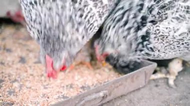 Çiçekli buğday renginde tavuklar yakın plandaki yem yiyiciden. Kaliteli tahılla beslenmiş tavukları olan kümes hayvanları. Yumurta ve tavuk eti üretimi. Yüksek kalite 4k görüntü