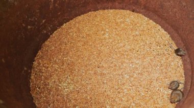 Bir fıçı buğdayın içindeki tarla faresi dışarı çıkmaya çalışıyor. Depoda sıkışmış tahıl haşereleri. Buğday hasadı deposunda üç küçük ayı. Gıda enfeksiyonları ve hastalıklar. Yüksek kalite