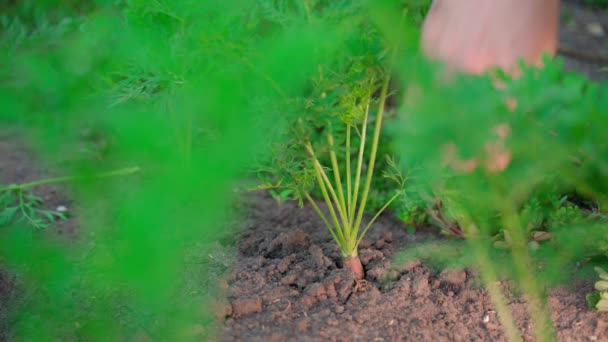一只手在模糊的背景下把胡萝卜从土壤中拉上来 种植自酿的天然蔬菜 收获橙色胡萝卜 高质量的4K镜头 — 图库视频影像