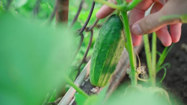 Uma Mão Arranca Pepino Verde Maduro Close Fundo Desfocado Plantação — Vídeo de Stock