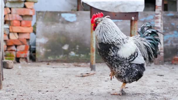 Gallo Importante Camina Agitando Sus Alas Calle Gallina Blanca Pasear — Vídeos de Stock