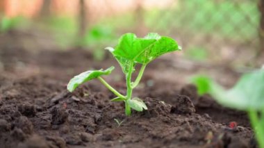 Genç bir salatalık filizi bulanık arka planda yakın planda toprakta yetişir. Bahçe yatağında bir damla su bırakır. Mooth parallax. Ev yapımı sebze yetiştiriyorum. Bahçıvanlık sezonu başlıyor.