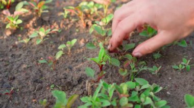 Bahçe yatağındaki kırmızı pancarların etrafında büyüyen yabani otları yoluyorlar. Kapalı bahçıvanlık. Yüksek kalite 4k görüntü