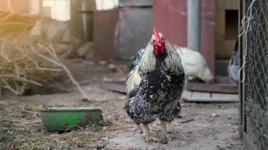 Çiçek hastalığı olan bir horoz kameraya yakından bakar ve arka planda tavuk yer. Canlı kamera efekti. Yüksek kalite 4k görüntü