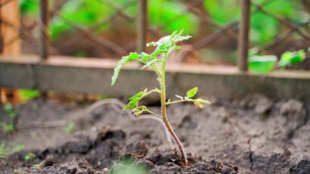 Young Sprout Tomato Grows Soil Close Blurred Background Seedlings Drops — Stock Video