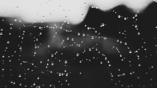 Gotas Agua Una Telaraña Cerca Sobre Fondo Borroso Con Blanco —  Fotos de Stock