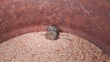 Bir fıçı buğdayın içindeki tarla faresi dışarı çıkmaya çalışıyor. Depoda sıkışmış tahıl haşereleri. Buğday hasadı deposunda üç küçük ayı. Gıda enfeksiyonları ve hastalıklar. Yüksek kalite