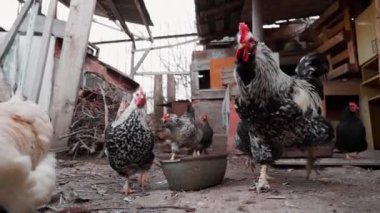Horozlu tavuklar yavaş çekimde kameranın peşinden koşar. Yüksek kaliteli FullHD görüntüler