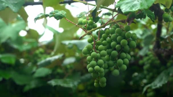 Вечерний Дождь Винограднике Гроздья Зеленого Незрелого Винограда Крупным Планом Высококачественные — стоковое видео