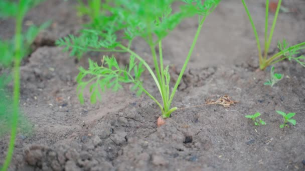 Hand Pulls Carrot Soil Close Blurred Background Plantation Growing Homemade — Stock Video