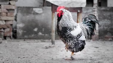 Bir otlağa yakın plan güzel, büyük, çukur desenli bir penis. Yüksek kalite 4k görüntü