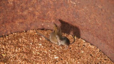 Koyu tahıl ambarına yakın plan bir fare. Bir tarla faresi buğday fıçısına tırmandı. Yüksek kalite 4k görüntü