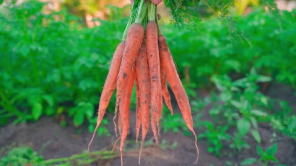 Hand Shows Harvest Carrots Close Background Vegetable Garden Orange Juicy — Stock Video