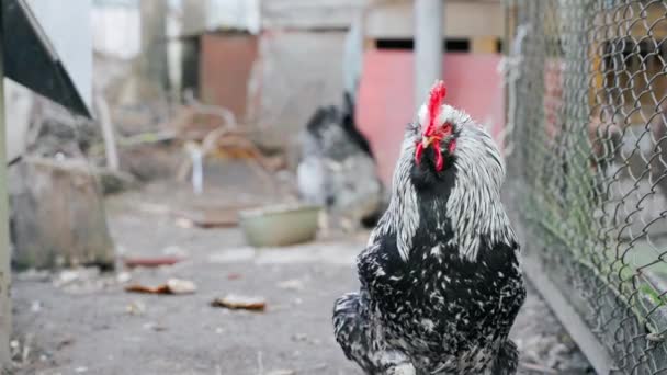 Duże Czarno Białe Zbliżenie Koguta Pierwszym Planie Tle Chodzących Kurczaków — Wideo stockowe
