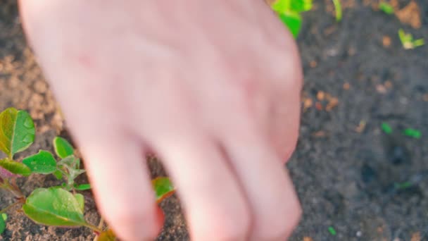 Eine Hand Kümmert Sich Ein Gartenbeet Mit Wachsenden Jungen Möhren — Stockvideo