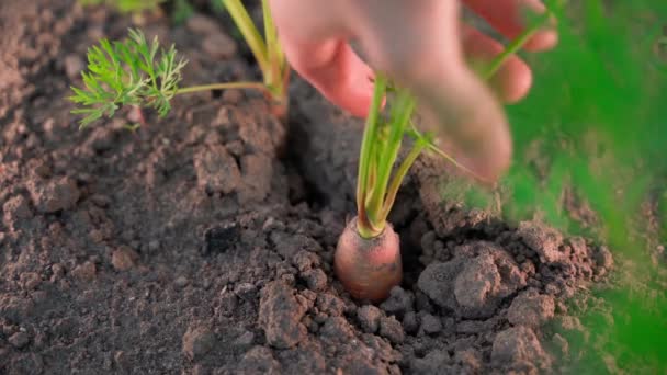 Hand Pulls Large Juicy Carrot Soil Close Blurred Background Plantation — Stock Video