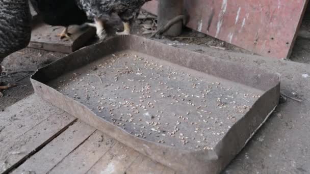 Tarwe Wordt Voerbak Gegoten Kippen Beginnen Aan Het Graan Pikken — Stockvideo