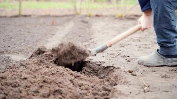 用铲子把花园挖出来 人工浇灌花园的土壤 冬季过后的季节的土壤准备 播种前的土壤软化和通气 农业劳动 — 图库视频影像
