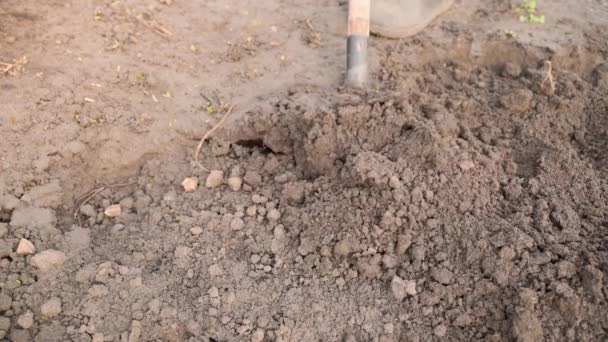 シャベルで庭を掘り起こすクローズアップ 手で庭のベッドの土を耕す 冬の後の季節のための土壌準備植え付け前の土を柔らかくし 通気する 農業で働く — ストック動画