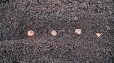 İçine soğan soğanı serpiştirilmiş. Ev sebze bahçesine bahçe malzemesi ekme süreci. Yüksek kalite 4k görüntü