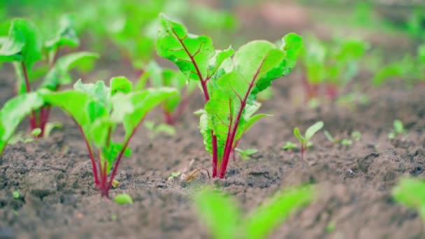 Young Sprouts Red Beets Grow Soil Garden Bed Close Blurred — Stock Video