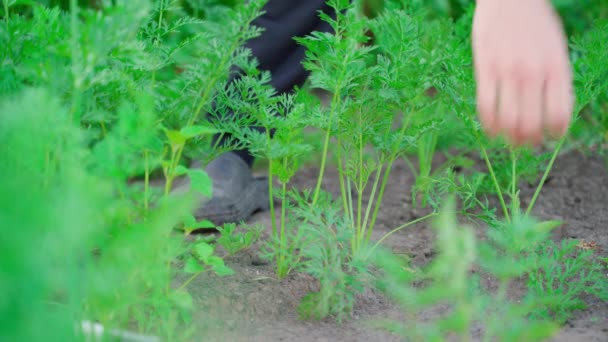 Hand Pulls Large Juicy Carrot Soil Close Blurred Background Plantation — Stock Video