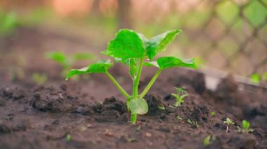 Genç bir salatalık filizi bulanık arka planda yakın planda toprakta yetişir. Bahçe yatağında bir damla su bırakır. Mooth parallax. Ev yapımı sebze yetiştiriyorum. Bahçıvanlık sezonu başlıyor.