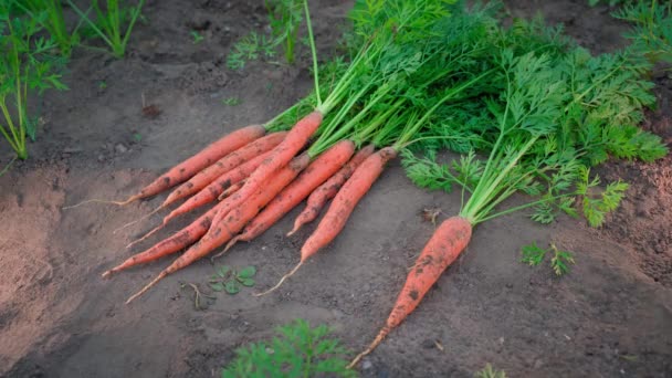 Cosecha Jugosas Zanahorias Saturadas Naranja Recoge Las Manos Del Primer — Vídeo de stock