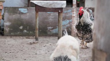 Sokakta beyaz bir tavuk yürüyor, horoz yakından izliyor. Yüksek kalite 4k görüntü