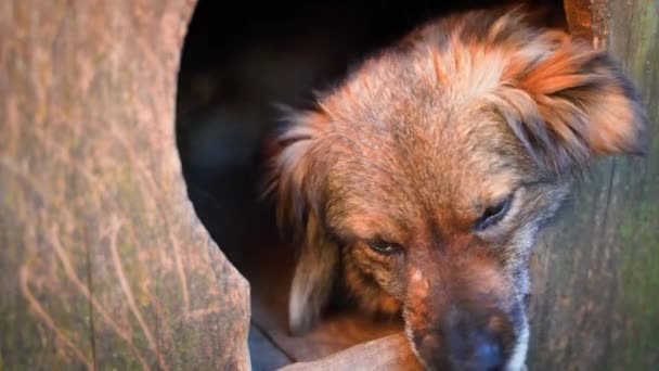 犬は木の箱の近くに座っている 犬小屋の壁に丸い穴を通って表示します 茶色の犬が暖かい寒さから隠れる 人々の動物の仲間の愛情のような目 — ストック動画