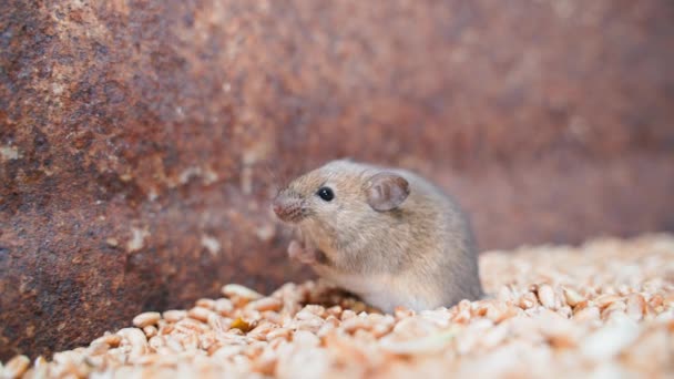 Ποντίκι Γκρο Πλαν Στην Αποθήκευση Σιτηρών Ένα Ποντίκι Του Αγρού — Αρχείο Βίντεο