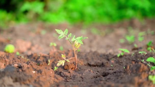 トマトの若い芽がぼやけた背景の土壌のクローズアップで成長します 庭のベッドの上の水の滴の苗 日の出に野菜を育てる 高品質のフルHd映像 — ストック動画