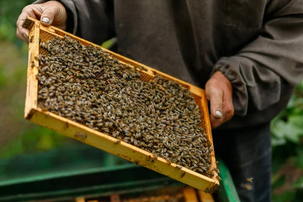 Work Pasture Beekeeper Holds Frame Bees — Foto Stock
