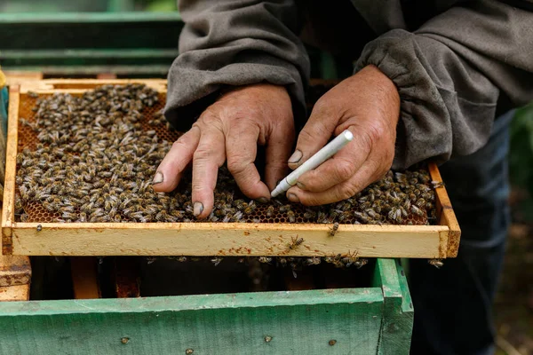 Work Pasture Beekeeper Notices Queen Bee — Stockfoto