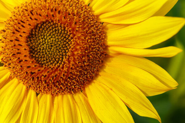 Yellow sunflower flower close-up.