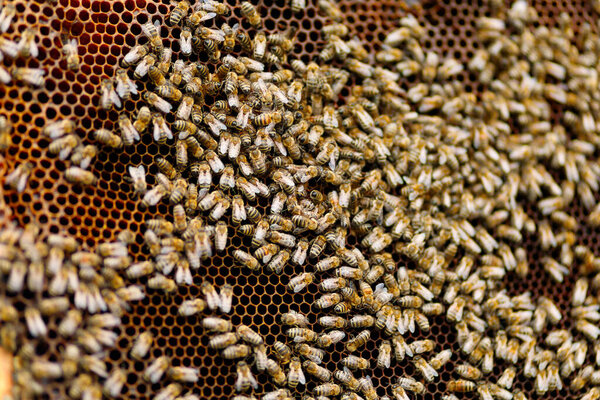 Many bees on the frame close-up