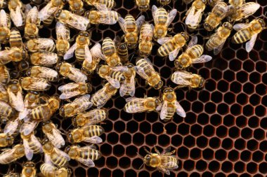 Bees close-up. Lots of bees in the hive.