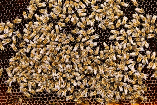 Bees Close Lots Bees Hive — Stock fotografie