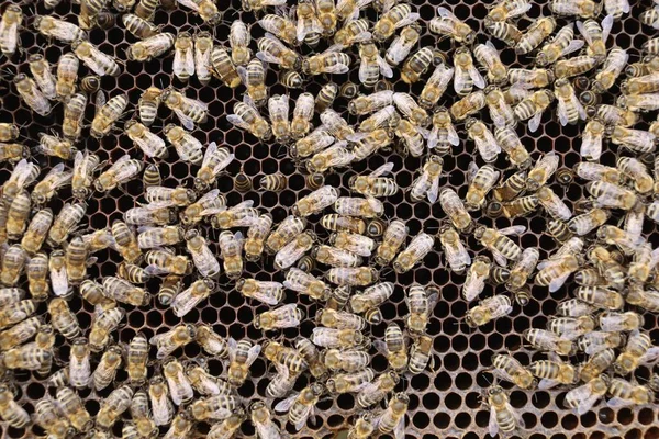 Many Bees Hive Close — Zdjęcie stockowe