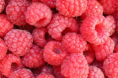 Lots of raspberries close-up. Red delicious and healthy berries.