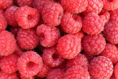 Raspberries close-up. Red berry. Healthy food raspberries.