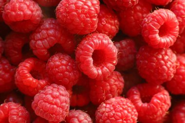 Lots of raspberries close-up. Red delicious and healthy berries.
