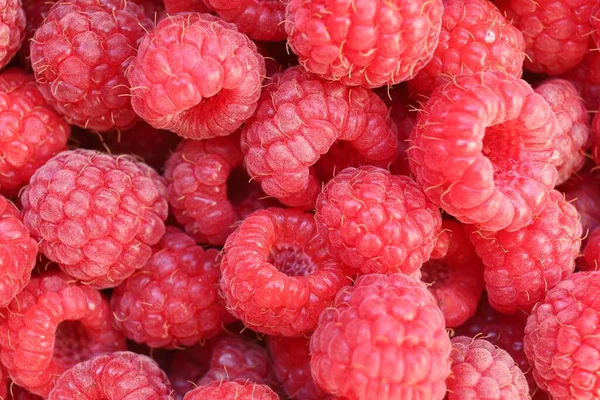 Lots of raspberries close-up. Red delicious and healthy berries.